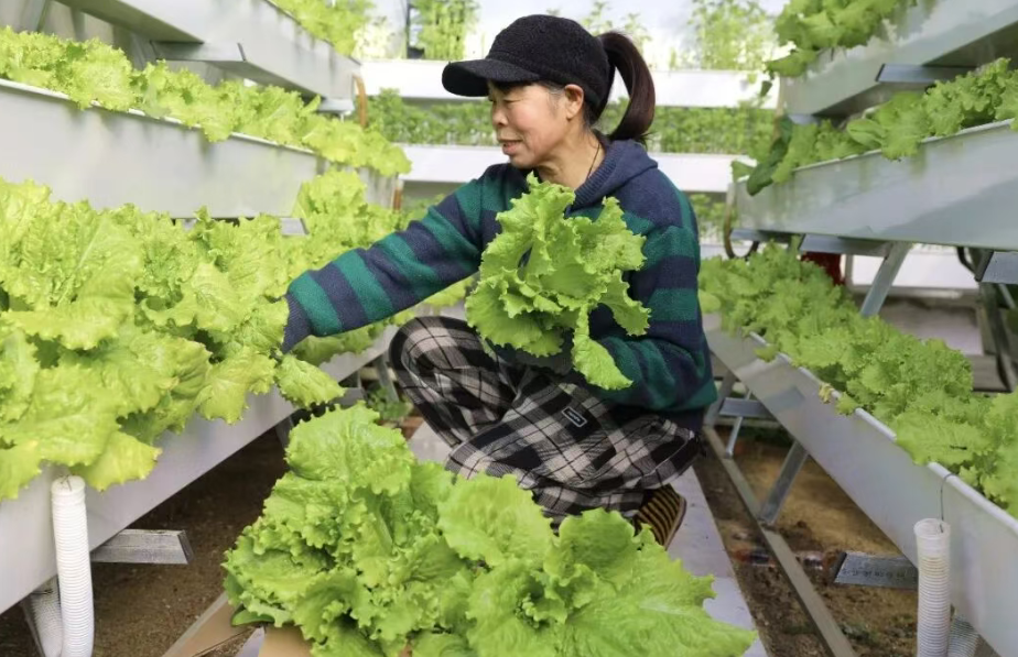高架栽培让叶菜住进“小高层”