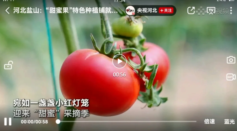  河北盐山：“甜蜜果”特色种植铺就致富路