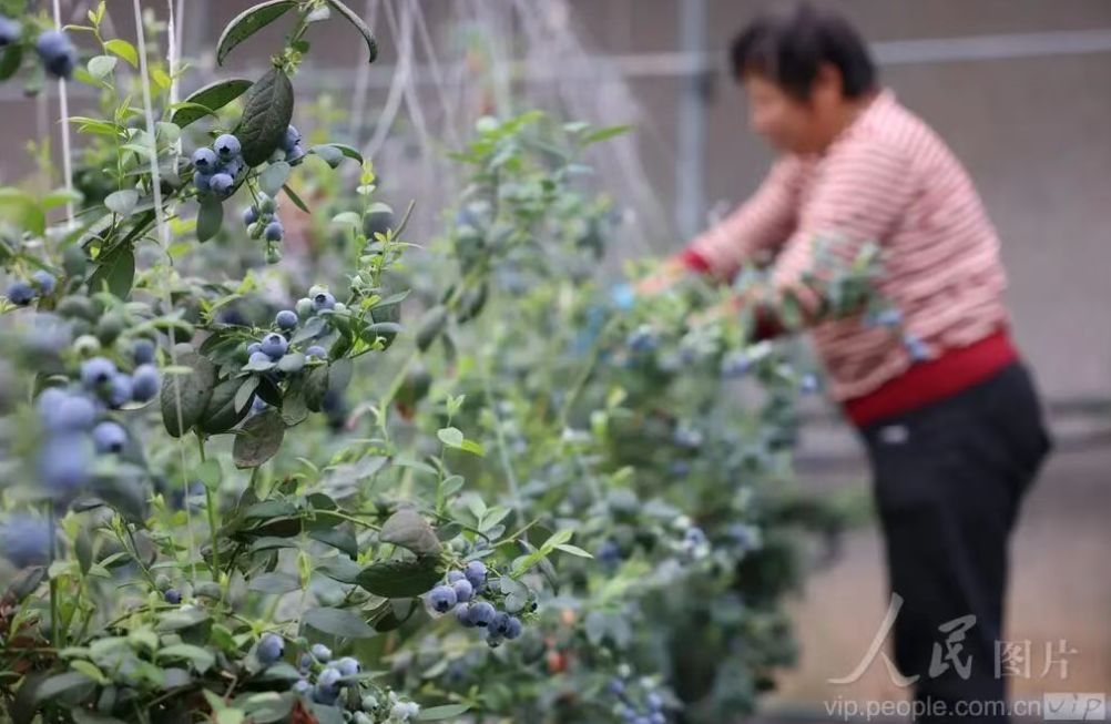 河北新河：蓝莓种植助增收